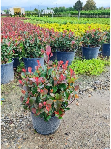 Photinia x fraseri "Little...