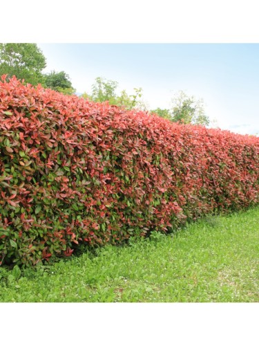 Fotinia "Photinia x fraseri...