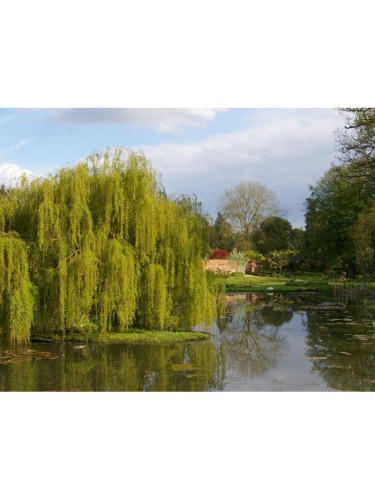 Salice piangente scarlatto...