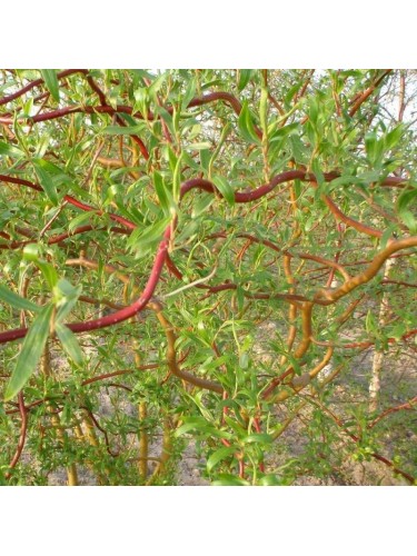 Salice piangente scarlatto...