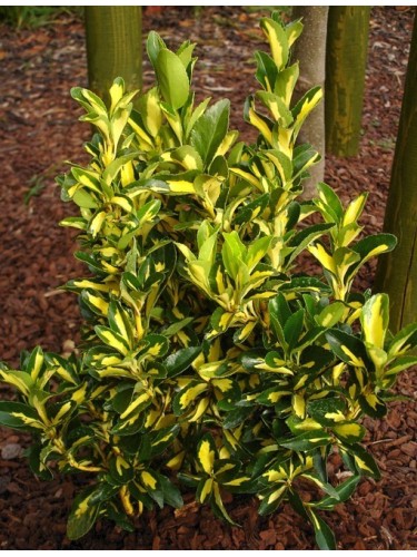 Evonimo giapponese...