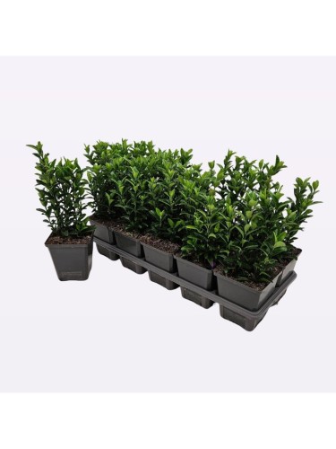 Evonimo "Euonymus japonicus...