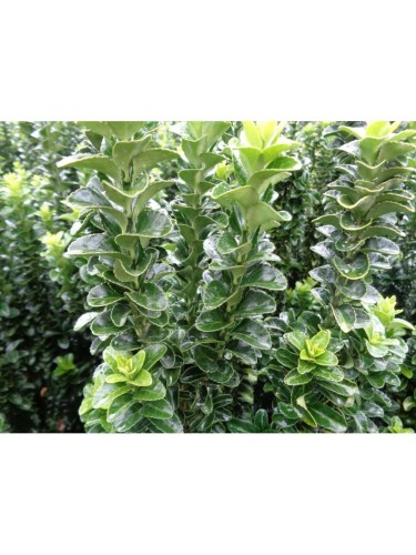 Evonimo "Euonymus japonicus...