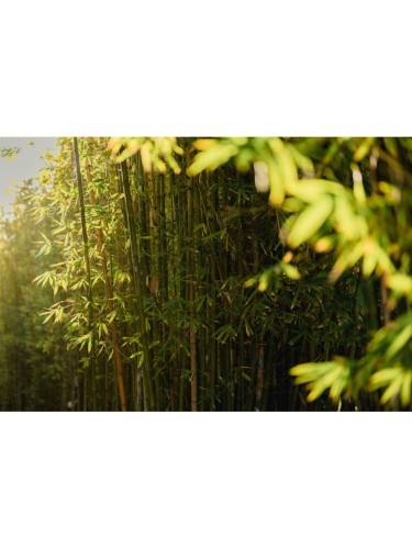 Bambù "Bambusa" Bamboo...