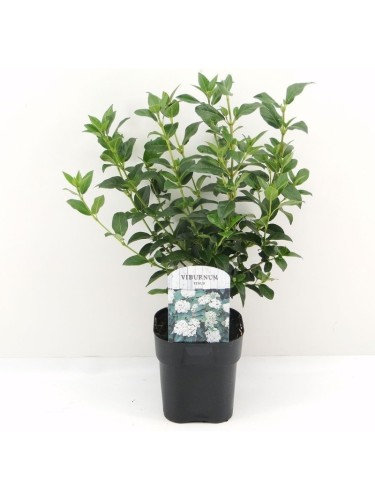 Viburno tino "Viburnum...