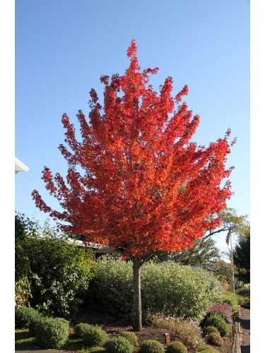 Acero Rosso "Acer rubrum"...