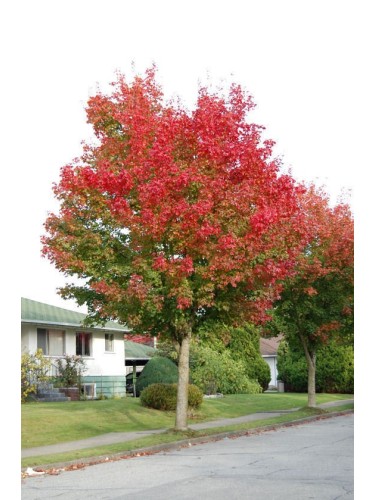 Acero Rosso "Acer rubrum"...