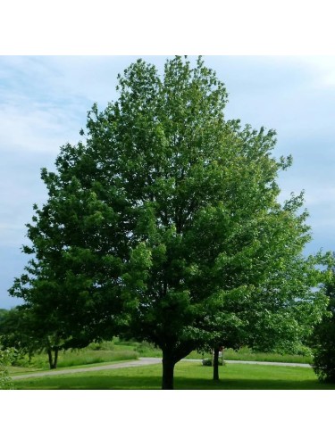 Acero Rosso "Acer rubrum"...