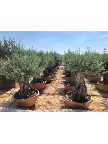 Ulivo olivo "Olea europea"...