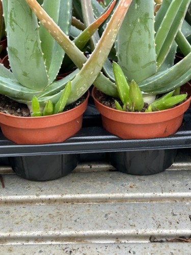 Aloe vera pianta officinale...