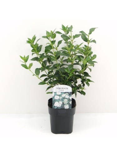 Viburno tino "Viburnum...