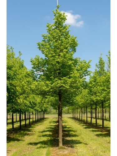 Tiglio selvatico "Tilia...