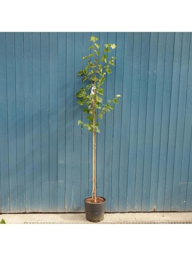 Tiglio selvatico "Tilia...