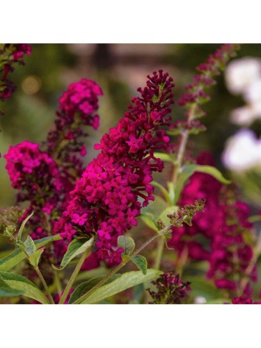 Buddleia davidii Royal Red...