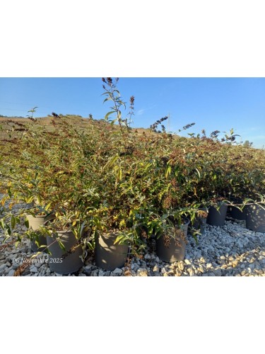 Buddleia davidii Royal Red...