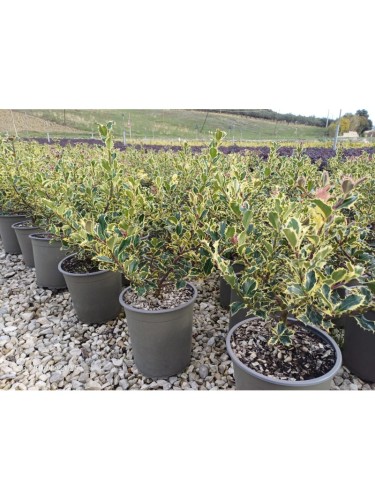 Agrifoglio variegato "Ilex...