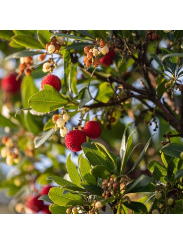 Corbezzolo "Arbutus unedo"...