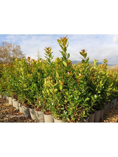 Corbezzolo "Arbutus unedo"...