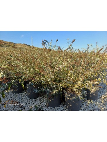 Buddleia davidii Empire...