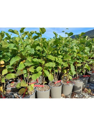 Magnolia giapponese...