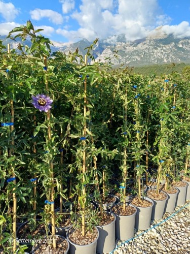 Passiflora Caerulea pianta...