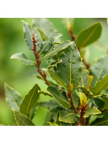 Alloro "Laurus nobilis"...