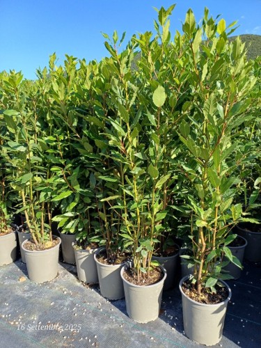 Alloro "Laurus nobilis"...