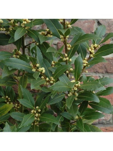 Alloro "Laurus nobilis"...