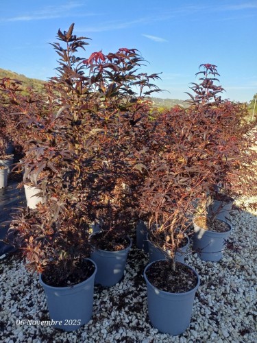 Acero rosso giapponese...