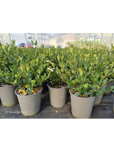 Gardenia jasminoides...