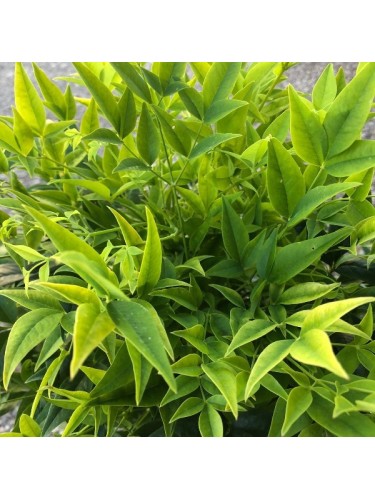 Nandina domestica Lemon...