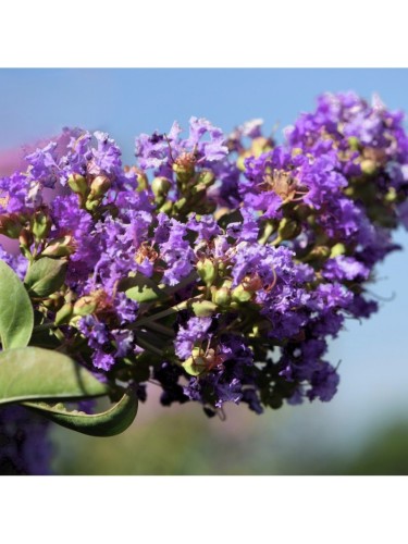 Lagerstroemia indica Viola...