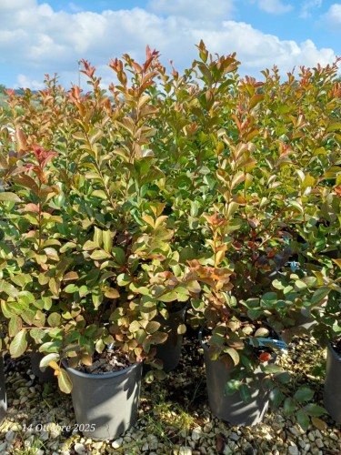 Lagerstroemia indica Viola...