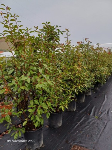 Fotinia "Photinia x fraseri...