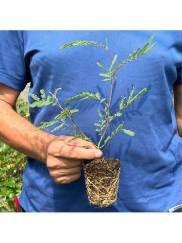 Mimosa "Acacia dealbata"...