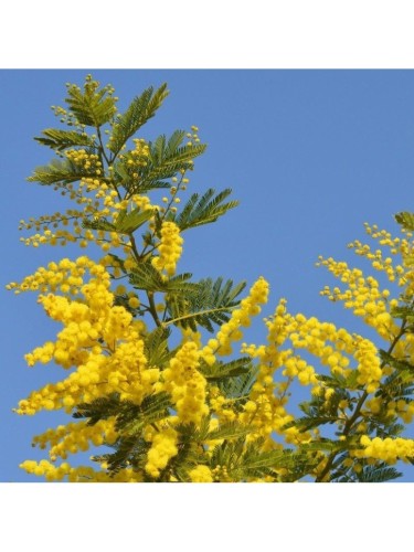 Mimosa "Acacia dealbata"...