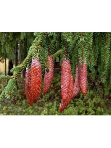 Abete rosso "Picea abies"...