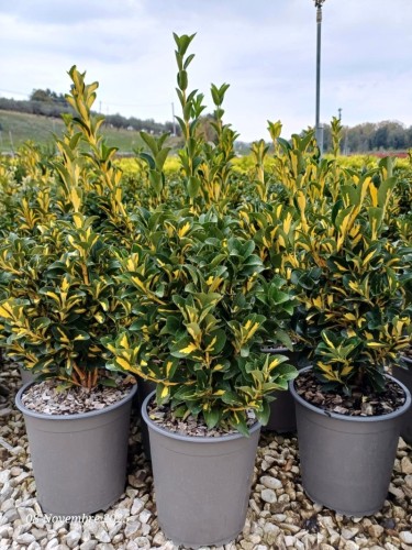 Evonimo "Euonymus japonicus...