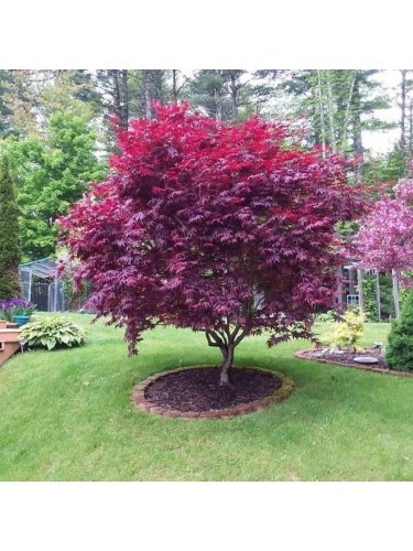 Acero Rosso Giapponese...