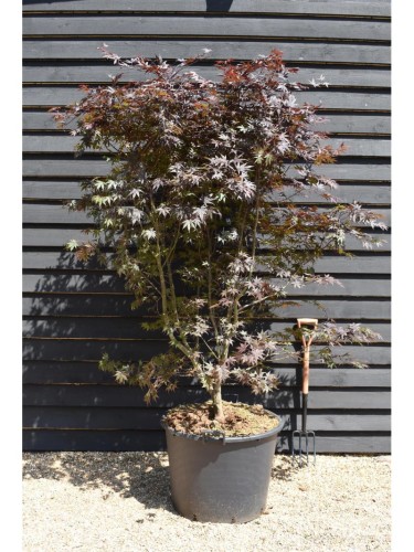 Acero Rosso Giapponese...