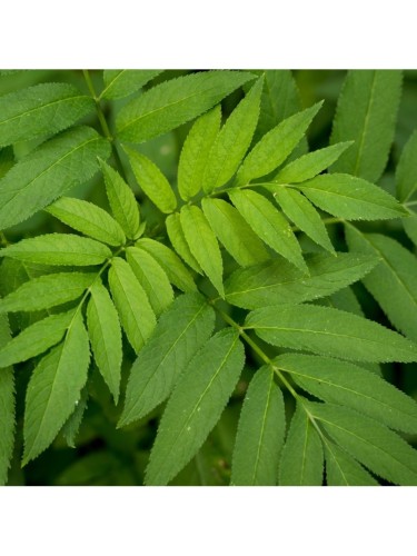 Frassino maggiore "Fraxinus...