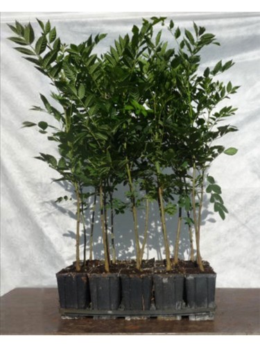 Frassino maggiore "Fraxinus...