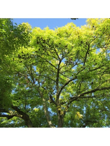 Frassino maggiore "Fraxinus...