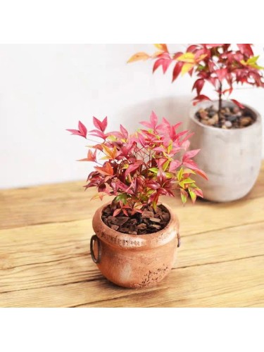 Nandina domestica "Bambù...