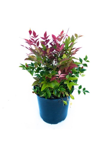 Nandina domestica "Bambù...