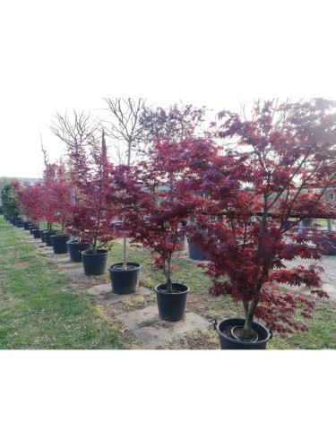 Acero rosso giapponese...