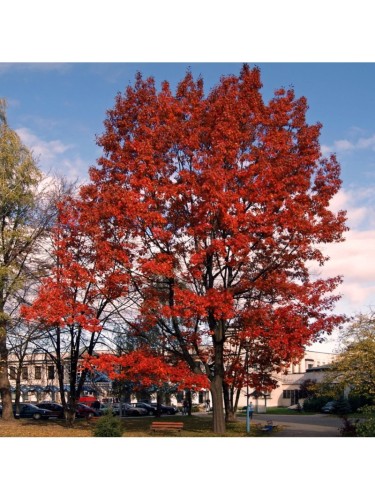 Quercia rossa americana...