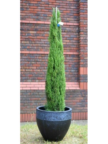 Cipresso toscano "cupressus...