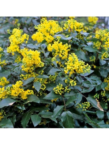 Maonia "Mahonia Aquifolium"...