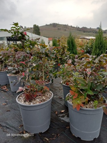 Maonia "Mahonia Aquifolium"...